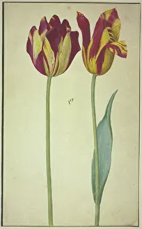 Tulipa Prints: Two yellow-red tulips, 17th century. Creator: Unknown