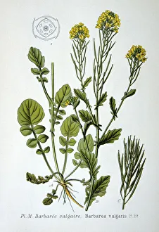 Images Dated 15th November 2005: Yellow rocket, 1893