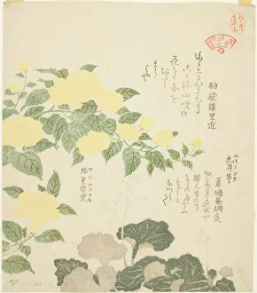 Shikishiban Surimono Prints: Yellow Roses (Yae yamabuki) and Creeping Saxifrages (Yukinoshita)