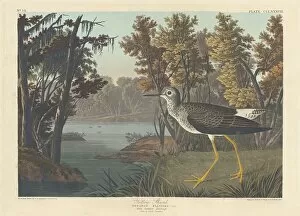 Wading Bird Gallery: Yellow Shank, 1836. Creator: Robert Havell