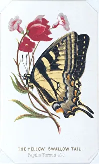 Prang Co Prints: The Yellow Swallowtail, 1860. Creator: Louis Prang