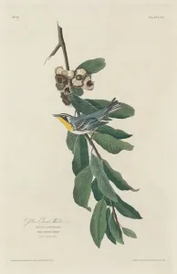 Robert Havell Prints: Yellow-throated Warbler, 1830. Creator: Robert Havell