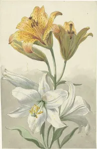 Leen Willem Van Prints: Yellow and White Lilies, c.1780. Creator: Willem van Leen