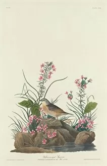 Yellow-winged Sparrow, 1832. Creator: Robert Havell