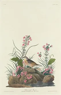 Sparrows Prints: Yellow-winged Sparrow, 1832. Creator: Robert Havell