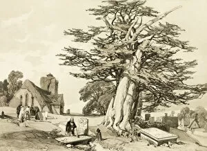 Images Dated 10th February 2022: Yew, from The Park and the Forest, 1841. Creator: James Duffield Harding