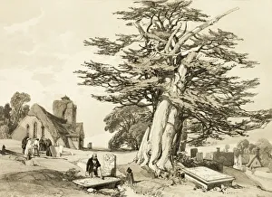 Jd Harding Prints: Yew, from The Park and the Forest, 1841. Creator: James Duffield Harding