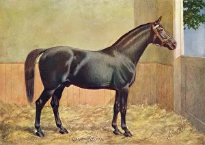Yorkshire Coach Horse stallion Crown Prince, 1902 (c1910). Artist: Henry Powell Palfrey