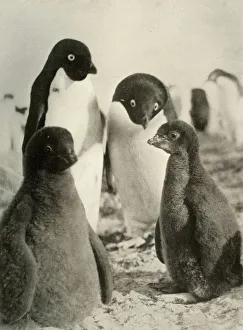 Young Adelie and Parents, c1908, (1909)