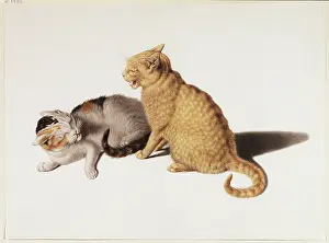 Feline Prints: Two young cats fighting, 18th century. Creator: Gottfried Mind