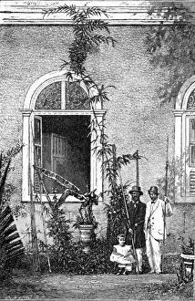Bates Hw Prints: Young Climbing-palm at a country house near Rio Janeiro; The Climbing Palm-tree