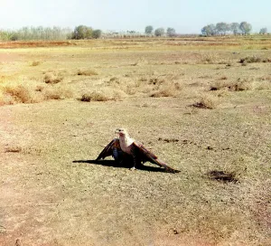 Uzbekistan Prints: Young eagle, Golodnaia Steppe, between 1905 and 1915