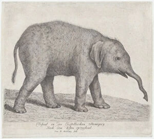 Elephant Collection: A Young Elephant, . n. d. Creator: Johann Heinrich Wilhelm Tischbein