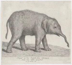 Etching And Aquatint Prints: A Young Elephant. n. d. Creator: Johann Heinrich Wilhelm Tischbein