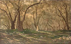Tableau Prints: Young girl under the olive trees - Menton, c.1897. Creator: Henry Brokman