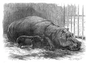 Hippo Prints: The young hippopotamus and dam