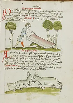 Fables Prints: A Young Man in a Bed under which is a Snake: A Donkey