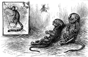 Scale Prints: Young marmozets born in London, 1883. Creator: Unknown