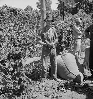 Weighing Gallery: Young migrant worker brings his hops to weigh... near Independence, Oregon, 1939