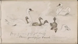 Swans Prints: Young and older swans, 1864. Creator: Johannes Tavenraat