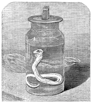 Young python in the Zoological Society's Gardens, 1862. Creator: Unknown