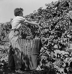 Humulus Lupulus Gallery: Young wife of ex-logger, migratory field worker... near Independence, Polk County, Oregon, 1939