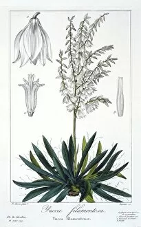 Hand Coloured Engraving Collection: Yucca filimentosa, pub. 1836. Creator: Panacre Bessa (1772-1846)