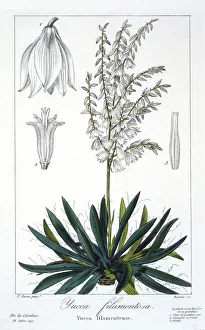 Plant Plants Prints: Yucca filimentosa, pub. 1836. Creator: Panacre Bessa (1772-1846)