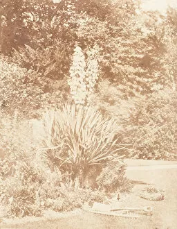 Watering Can Gallery: Yucca Gloriosa, 1853-56. Creator: John Dillwyn Llewelyn