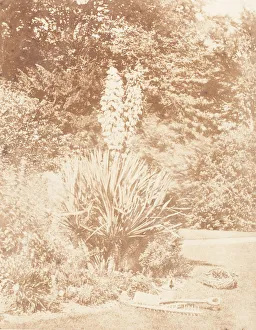 Llewelyn John Dillwyn Prints: Yucca Gloriosa, 1853-56. Creator: John Dillwyn Llewelyn