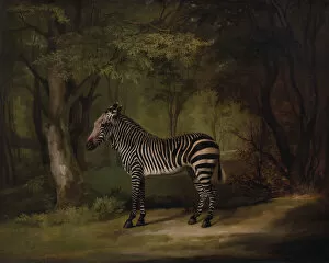 Academic Collection: Zebra, exhibited 1763. Creator: George Stubbs