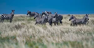 Wildlife Gallery: Zebra in the Field. Creator: Viet Chu