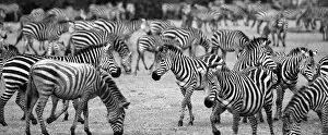Panoramic Gallery: Zebra Herd. Creator: Viet Chu