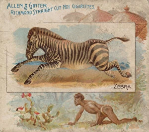 Cactus Gallery: Zebra, from Quadrupeds series (N41) for Allen & Ginter Cigarettes, 1890