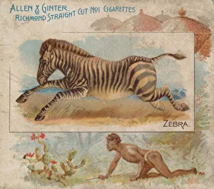 Zebra Prints: Zebra, from Quadrupeds series (N41) for Allen & Ginter Cigarettes, 1890