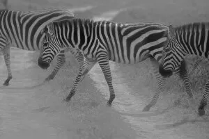 Wildlife Gallery: Zebras Crossing. Creator: Viet Chu