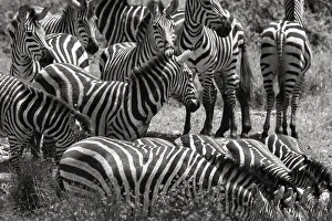Thirsty Gallery: Zebras Watering Hole. Creator: Viet Chu