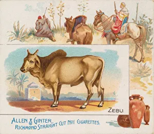 Zebu Prints: Zebu, from Quadrupeds series (N41) for Allen & Ginter Cigarettes, 1890
