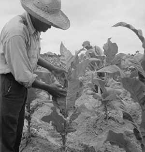 Sharecropping Prints: Zollie Lyons and son worming tobacco