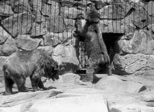 Zoo, Washington, D.C.: Bears, 1916. Creator: Harris & Ewing. Zoo, Washington, D.C.: Bears, 1916. Creator: Harris & Ewing