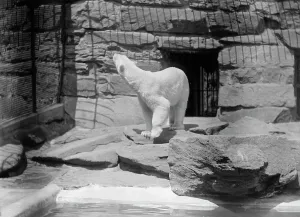 Zoological Garden Prints: Zoo, Washington, D.C.: Bears, 1916