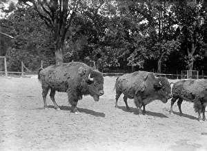 Zoological Garden Prints: Zoo, Washington, D.C.: Bison, 1916