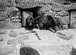 Bear Cub Prints: Zoo, Washington, D.C.: Black Bear, 1916
