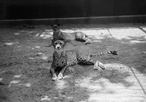 Acinonyx Jubatus Prints: Zoo, Washington, D.C.: Cheetah, 1916