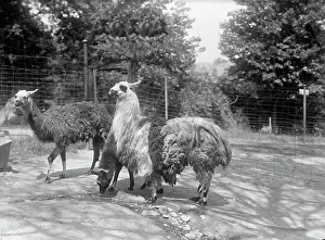 Paddock Prints: Zoo, Washington, D.C.: Llama, 1916