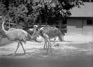 Ostrich Prints: Zoo, Washington, D.C.: Ostriches, 1916