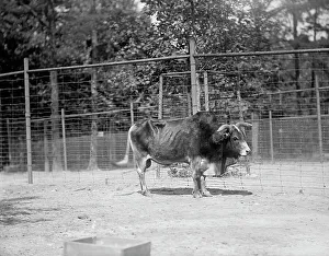 Paddock Prints: Zoo, Washington, D.C.: Yak, 1916