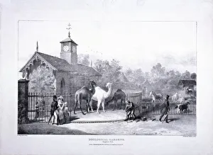 Zoological Gardens, Regents Park, Marylebone, London, 1835. Artist: George Scharf