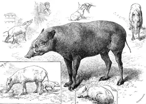 Greenaway John Prints: The Zoological Society's Gardens: the Babiroussa family