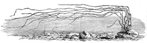 The Zostera marina, or grass-wrack, Mr. Harben's proposed substitute for cotton, 1862. Creator: Unknown